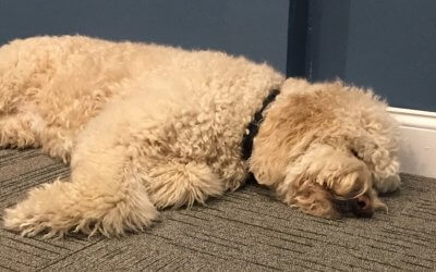 Murphys Monday Musing: Don’t Let Sleeping “Dogs” Lie